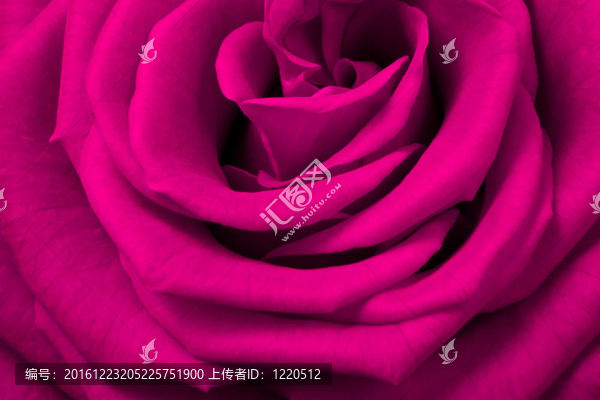 粉紅色的玫瑰
