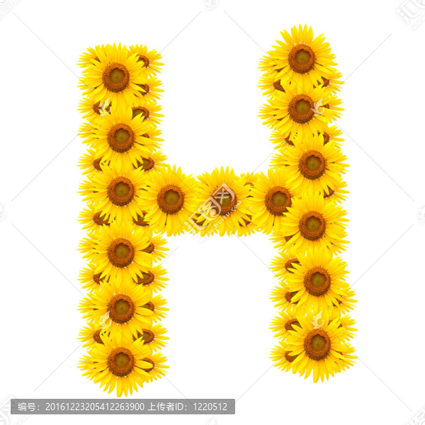 向日葵；字母