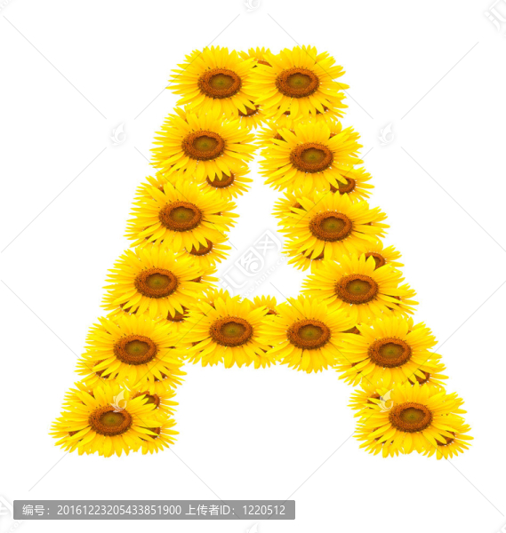 向日葵；字母