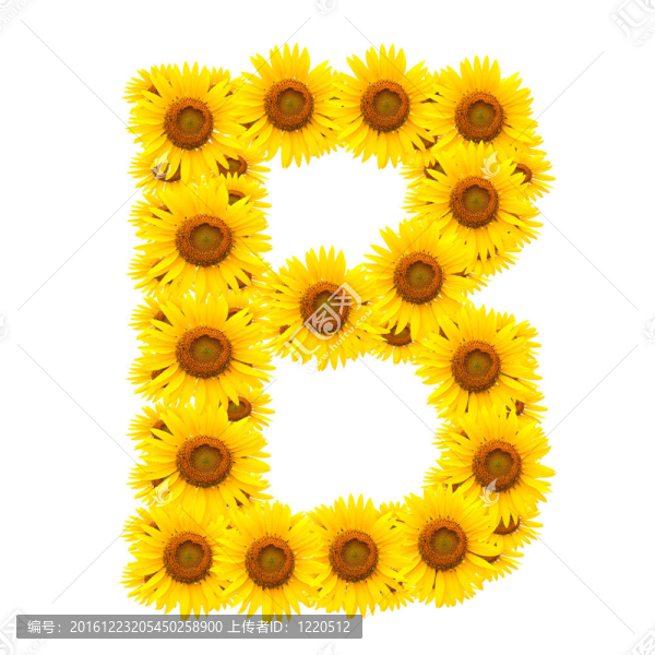 向日葵；字母表