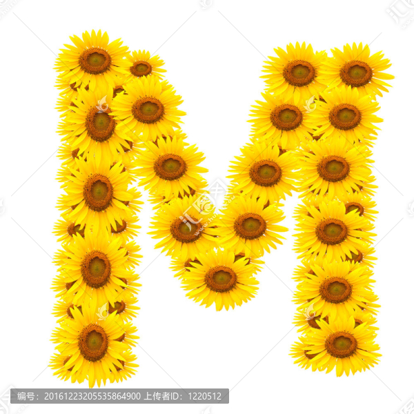 向日葵；字母表