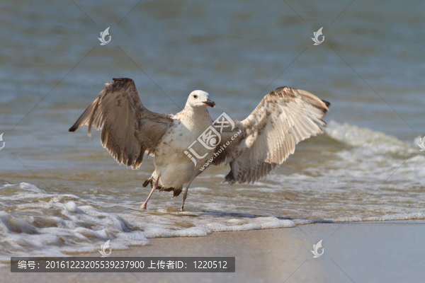 海鷗