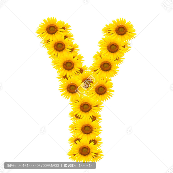 向日葵；字母