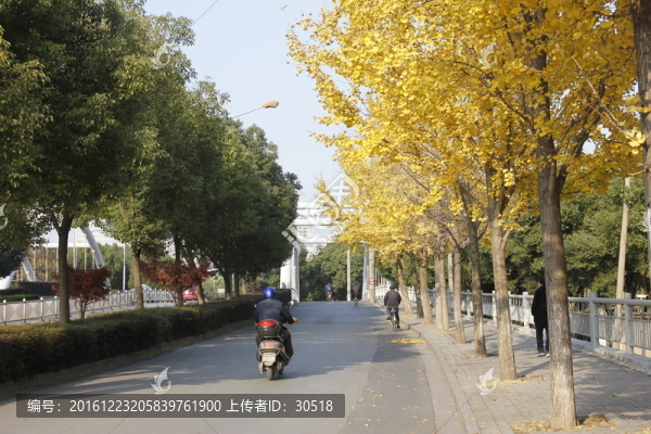 銀杏語錄后續(xù)