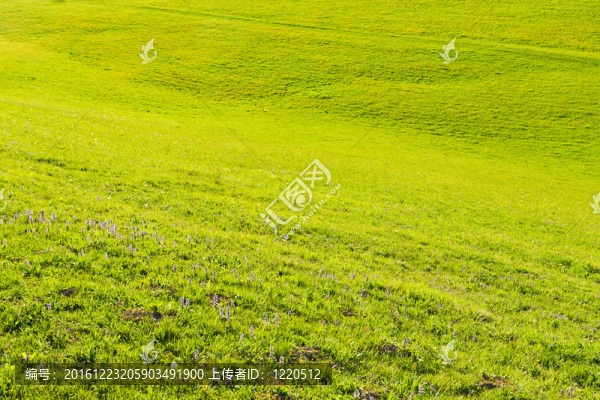 綠色的田野