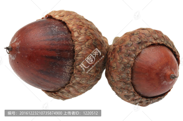 雙橡果