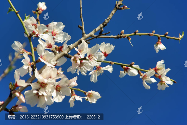 Majorca白杏花