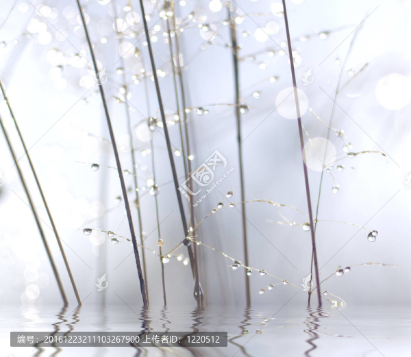 植物莖滴。
