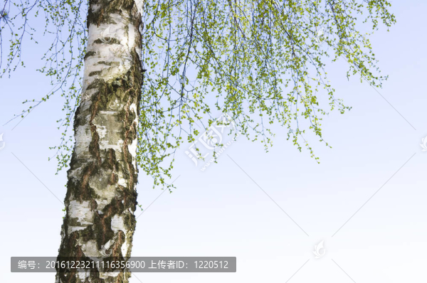 白樺樹(shù)