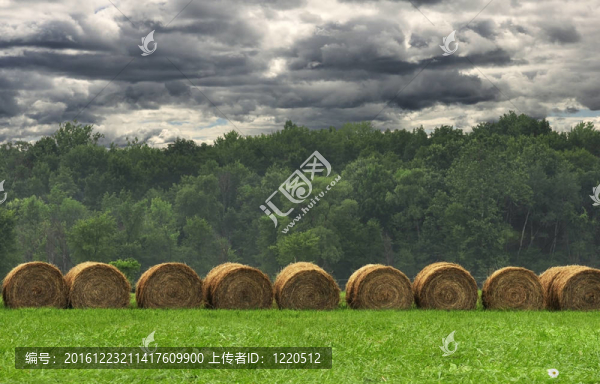 在一場(chǎng)干草撈出