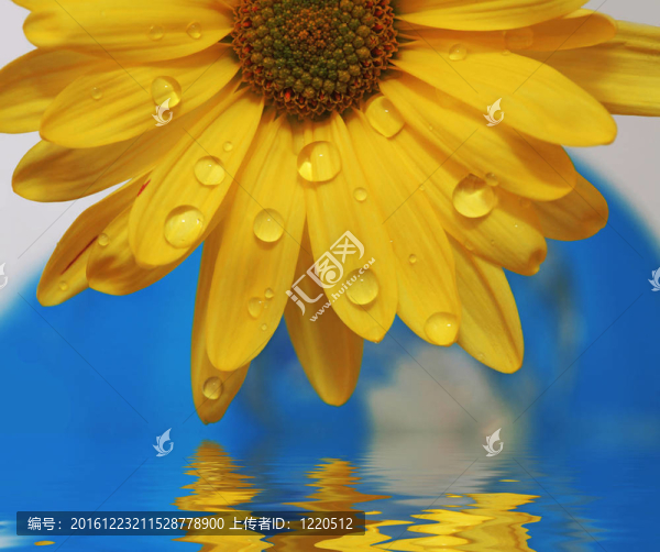 花上滴水珠
