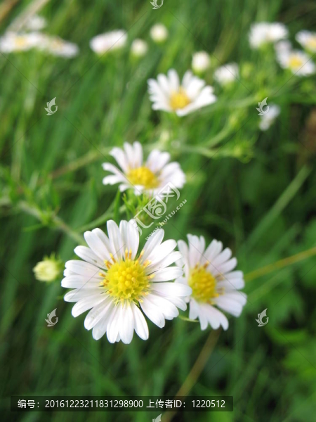一株雛菊