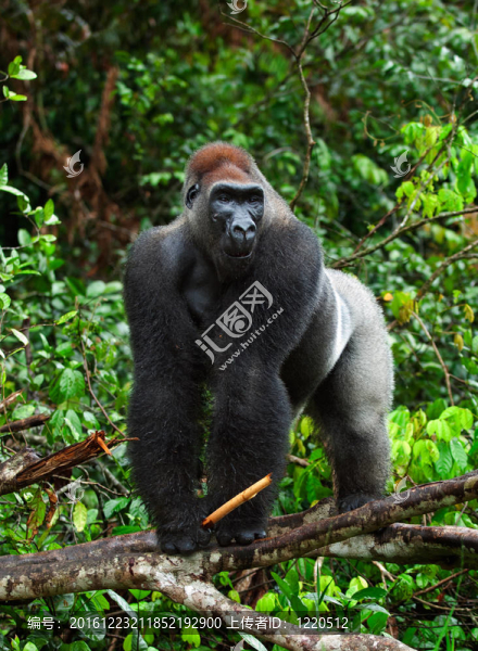 Silverback。