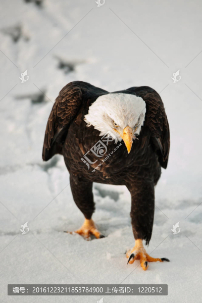 鷹在下雪。