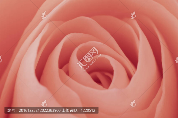 粉紅玫瑰的宏