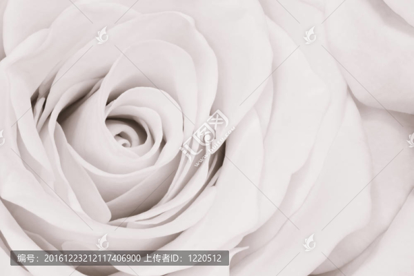 白玫瑰特寫