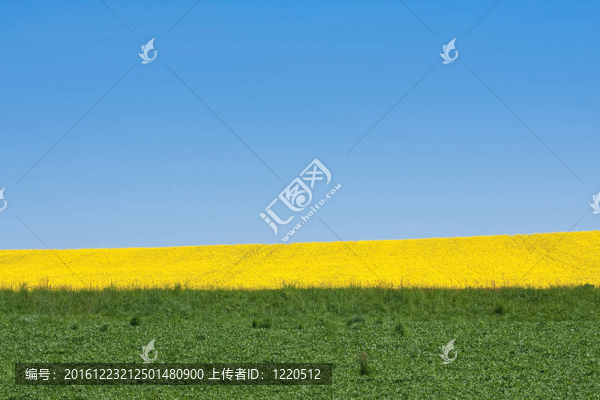 油菜田