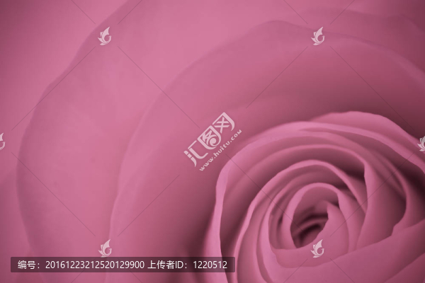 粉紅玫瑰的宏