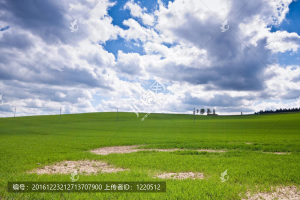 綠色的田野