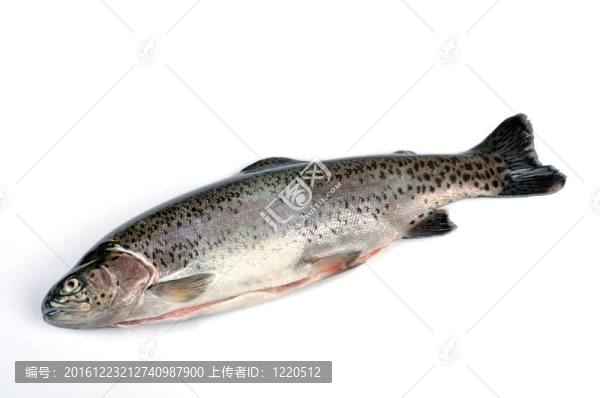虹鱒魚