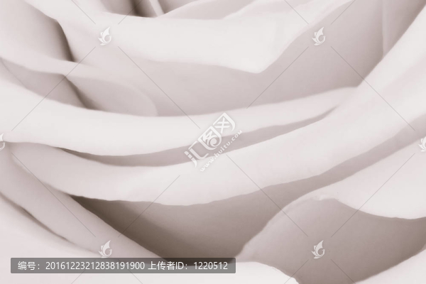 白玫瑰特寫