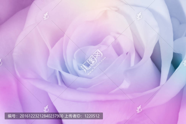 多色玫瑰