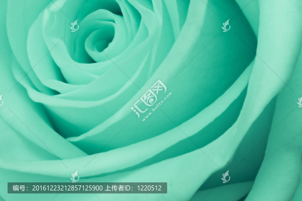 綠薔薇特寫