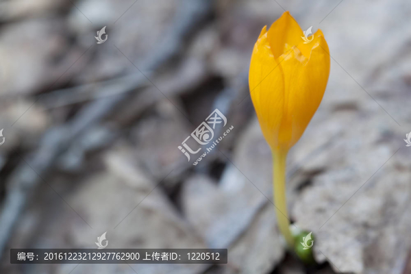 黃番紅花