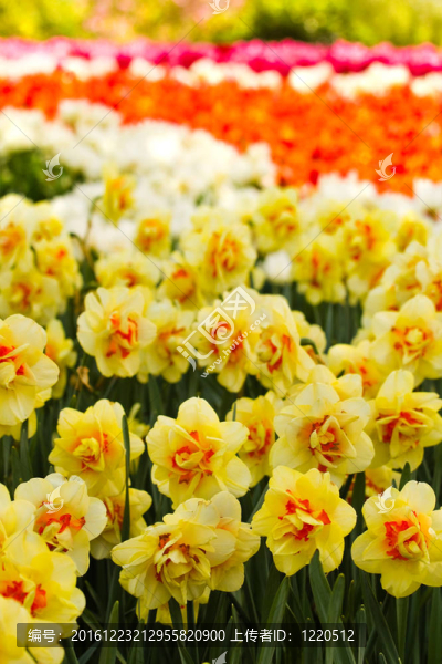 雙黃水仙花盛開(kāi)的春天