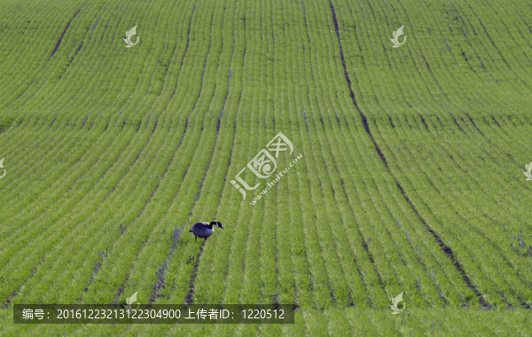 加拿大鵝