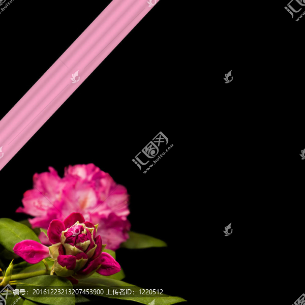 Rododendron和絲帶