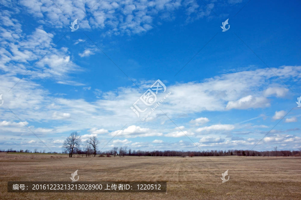 黃色的草地