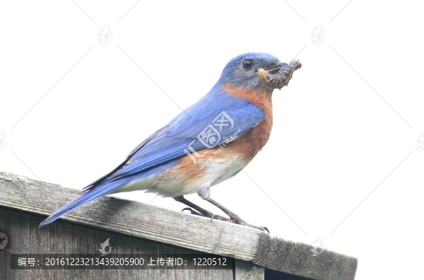 孤立的藍(lán)鳥鳥舍