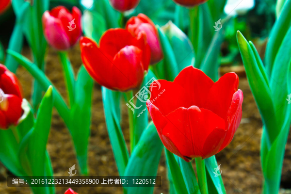 彩色郁金香在席家花園