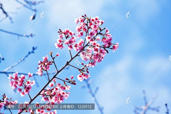 櫻花（櫻花）