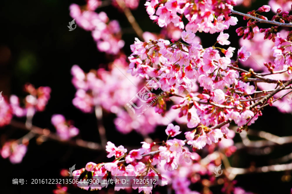 櫻花（櫻花）