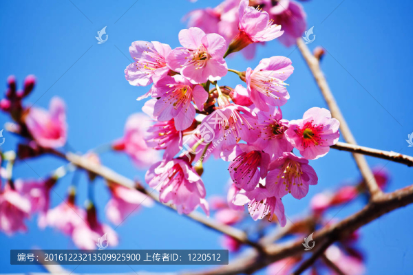 櫻花（櫻花）