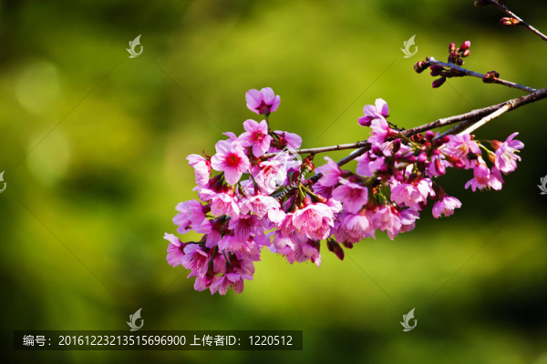 櫻花（櫻花）