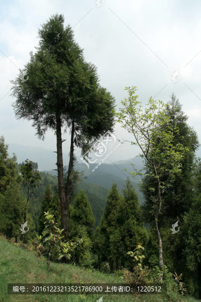 山坡上的樹木