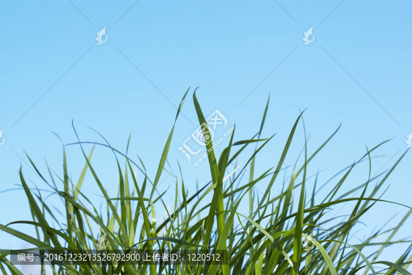 春青草