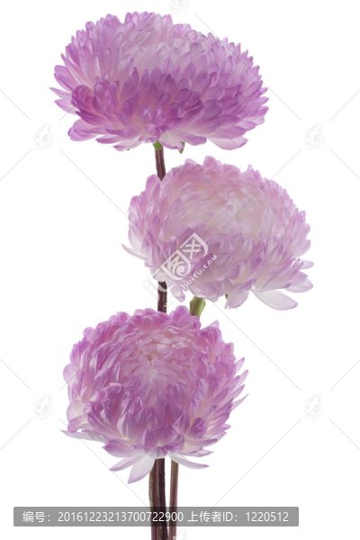 中國紫菀