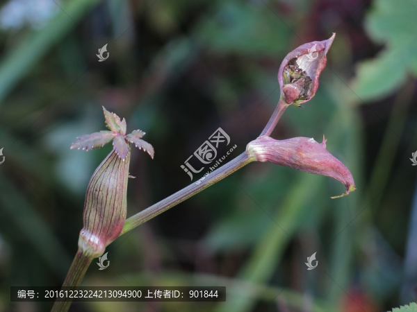藥用植物紫花前胡