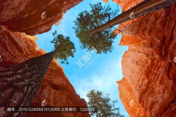 樹木適應(yīng)性