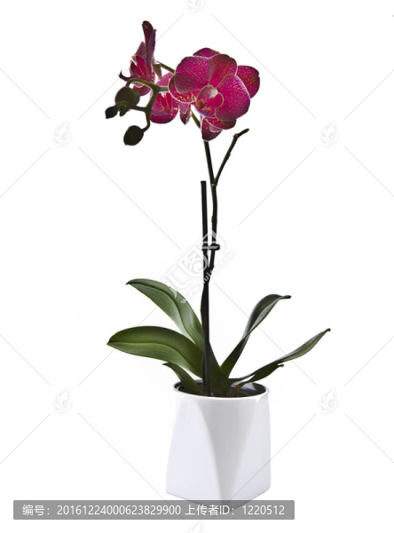 蘭花花白色背景