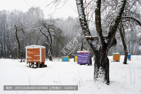 蜂箱蓋雪艷家冬樹(shù)