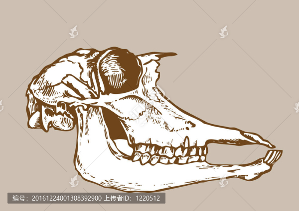 褐色背景的骷髏剪影；插圖
