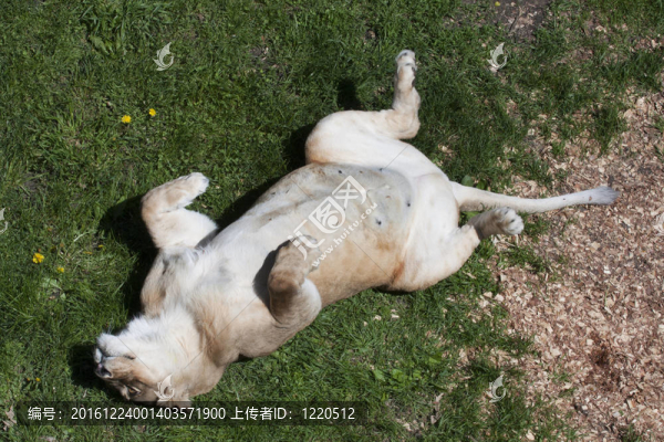 母獅子打盹