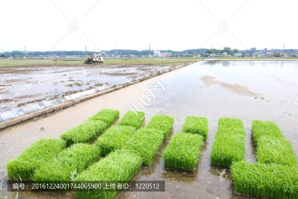 Rice豆芽