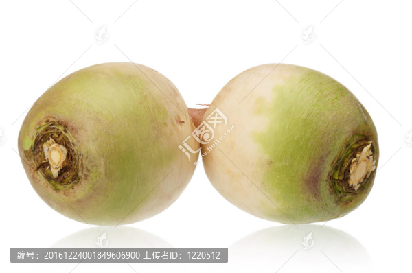 鮮蘿卜