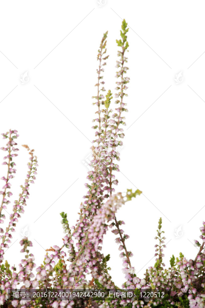 石南花